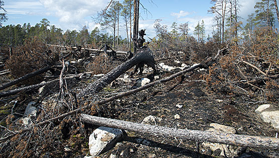 Ennallistettua metsää Inarissa